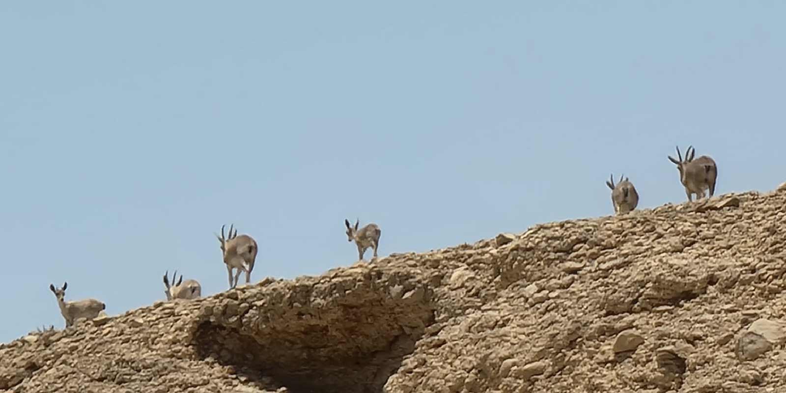 מטמון בערבה – ספארי במדבר לעת ערב