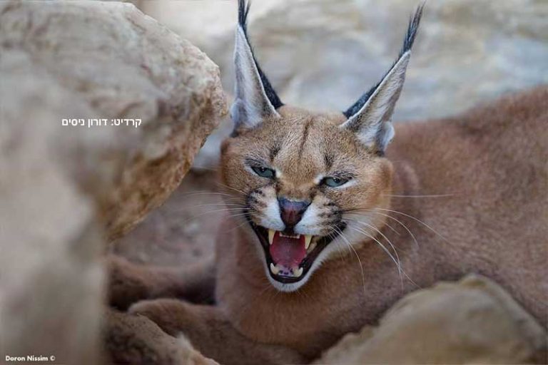 מסע בעקבות סודות המדבר – חיות הבר, מאובנים וטבע